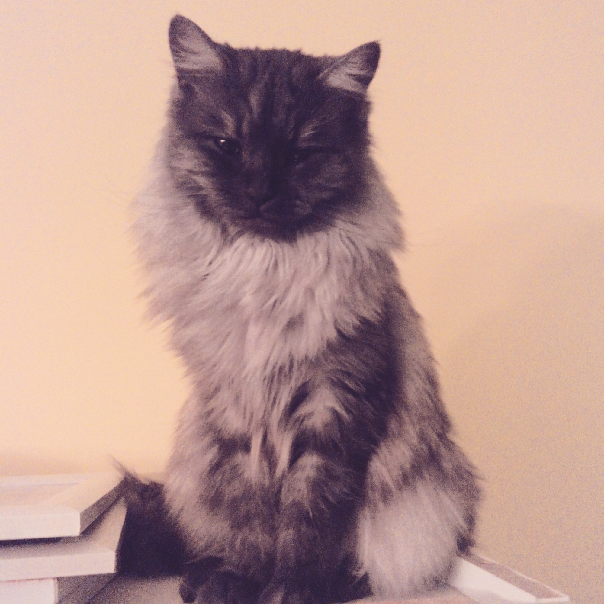 MI GATA